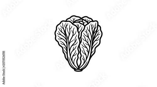 Canvastavla Napa Cabbage Outline Vector Illustration