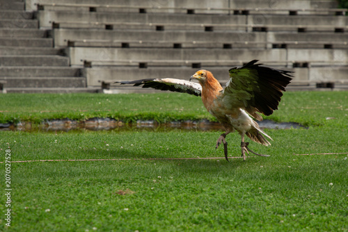 Canvas Print White scavenger vulture hopping on the grass