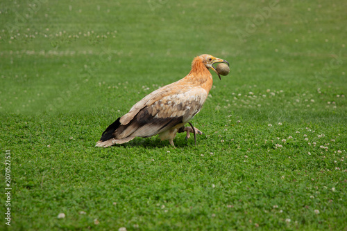 Foto Egyptian vulture with a stone