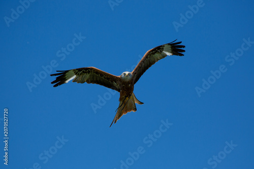 Fotografie Red kite in the air