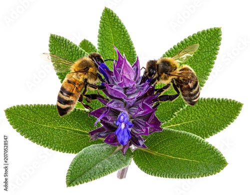 Bees on Purple Sage Flower.