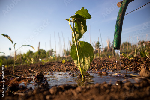 Obraz na plátně Piantina giovane appena irrigata con getto d’acqua in un terreno umido illuminat