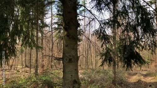 Forest landscape with trees in Westerwald Germany Europe
