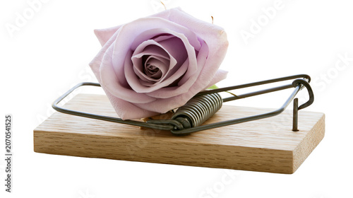 Tableau sur toile Delicate lavender rose resting on a wooden mousetrap, isolated on transparent ba