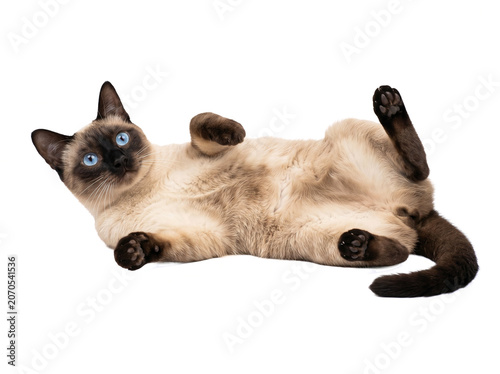 Obraz na plátně Playful Siamese Cat Lying on Back Isolated on Transparent Background PNG, Cute S