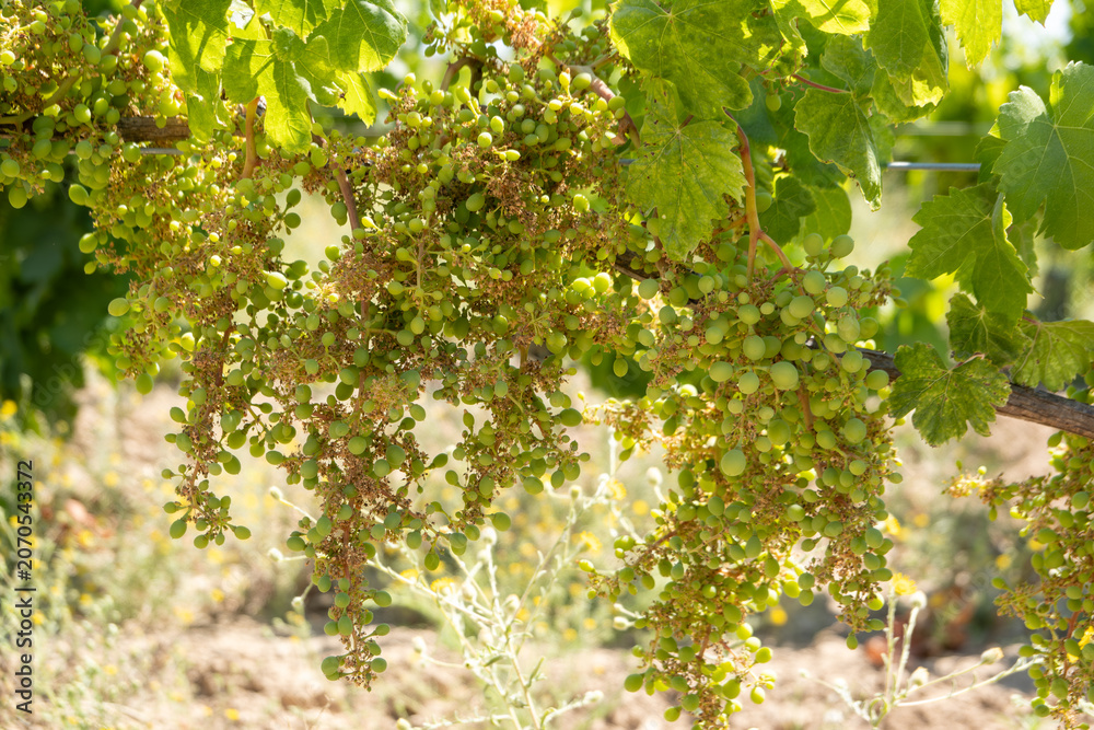 Fototapeta premium Clusters of small green grapes developing on a vine in a vineyard during early summer, capturing agricultural growth