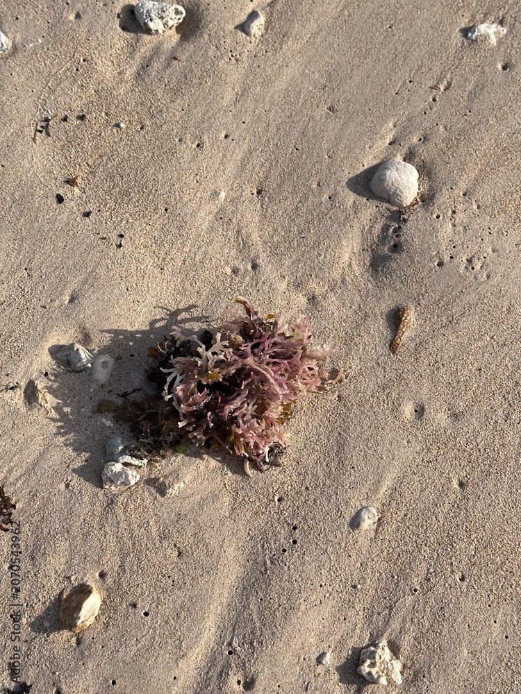 Obraz premium Coral on Ala Moana Beach