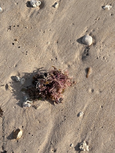 Foto Coral on Ala Moana Beach