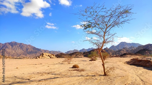 Desert