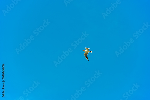 Seagull flying in a bright blue sky in summer, Almere, Flevoland, The Netherlands, June 22, 2026
