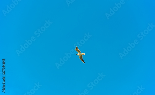 Seagull flying in a bright blue sky in summer, Almere, Flevoland, The Netherlands, June 22, 2026
