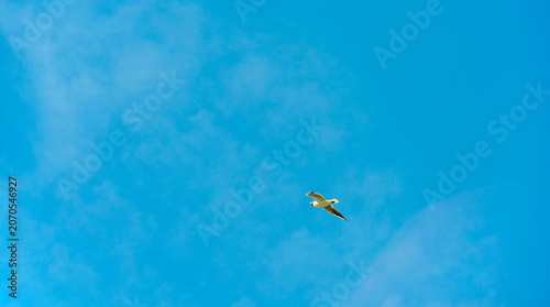 Seagull flying in a bright blue sky in summer, Almere, Flevoland, The Netherlands, June 22, 2026