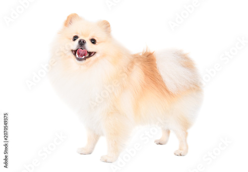 Adorable Pomeranian Spitz standing isolated on white background