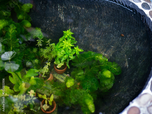 Lush Green Aquatic Plants in Fish Tank Aquarium with Small Clay Pots Underwater