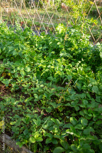 Gros plan sur des plants de légumes en cultures associées dans un potager : haricot mangetout et panais