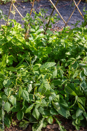 Gros plan sur des plants de légumes en cultures associées dans un potager : haricot mangetout et panais