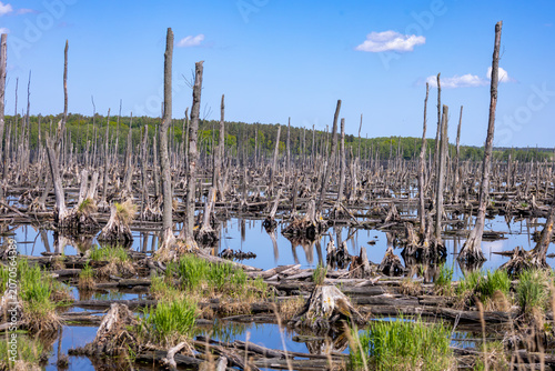 Dead tree swamp landscape with flooded forest and dry trunks under clear blue sky