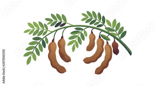 Photos Tamarind Fruit Hanging on a Branch with Green Leaves.