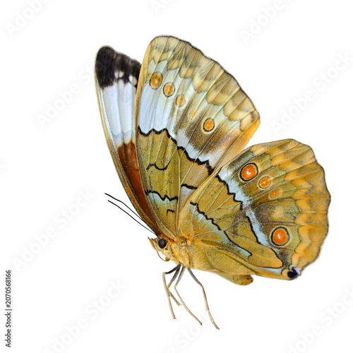 sweeping beautiful flying butterfly isolated on white background, siamese junglequeen Thailand endemic