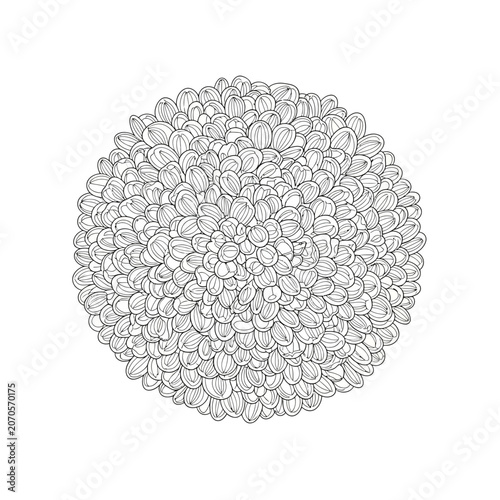 Intricate line drawing of a spherical flower bloom with detailed petals