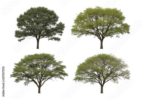 Set of four different green trees with wide leafy canopies and thick trunks isolated for design and landscaping