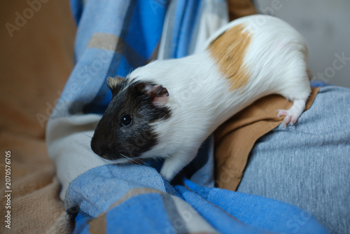 Tableau sur toile Cute domestic guinea pig sitting on a cozy blanket indoors