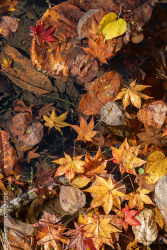 Beautiful fallen autumn leaves floating on clear water at Fukuhara Sanso, Hokkaido, Japan