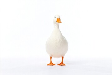 White duck with orange beak and feet