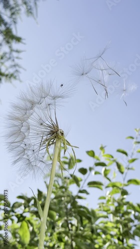 Whimsical Dandelion Seeds Drifting onto Floral Petals
