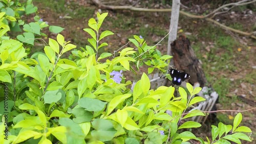 Beautiful Great eggfly butterfly in garden flies gracefully over green bushes. This unique Great eggfly butterfly in garden displays dark wings with bold white spots among vibrant summer leaves.