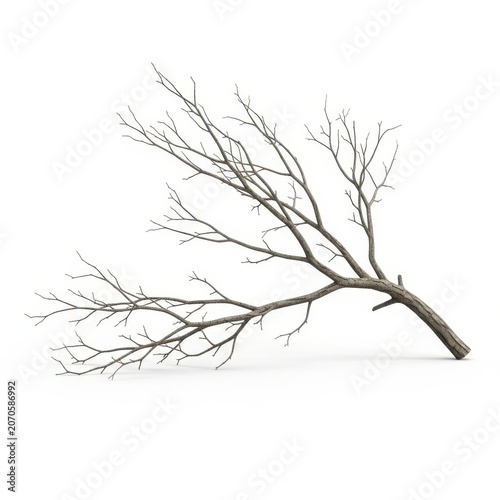 A single isolated bare tree branch lying on a clean white background