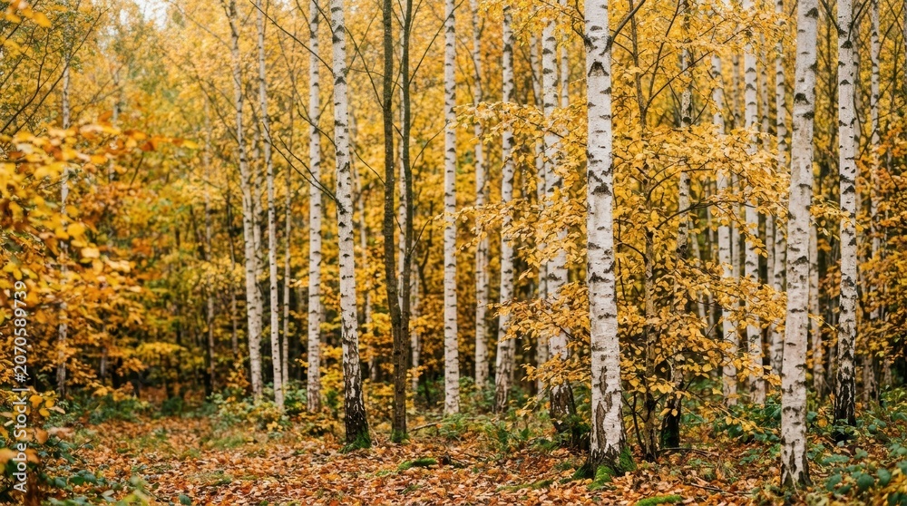 Fototapeta premium Autumn Forest Scene with Tall Trees and Falling Leaves in a Vibrant Wilderness Setting.