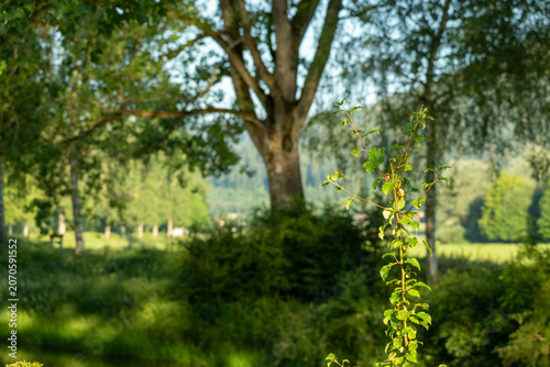 Jeune branche aux feuilles vertes mise en valeur par une faible profondeur de champ devant un paysage boisé baigné de lumière naturelle. Une image évoquant la croissance, le renouveau et la biodiversi
