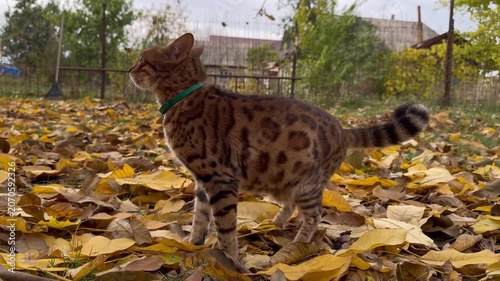 Bengal cat hunting in leaves outdoors in autumn.Horizontal video