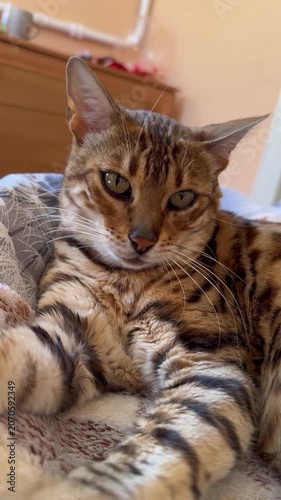Bengal feline cat lying on cozy sofa,vertical home video
