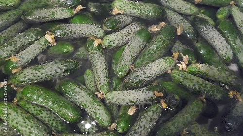 Fresh pickling cucumbers soaking in water, closeup view of harvested gherkins with textured skin, organic vegetables, food background, farm produce.