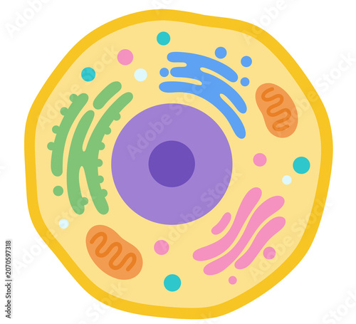 Bild auf Leinwand Illustration of Animal Cell