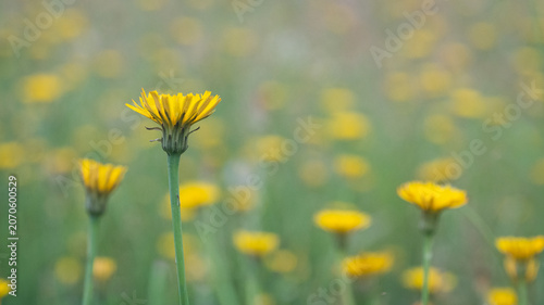 Soft Yellow Wildflowers with Dreamy Bokeh