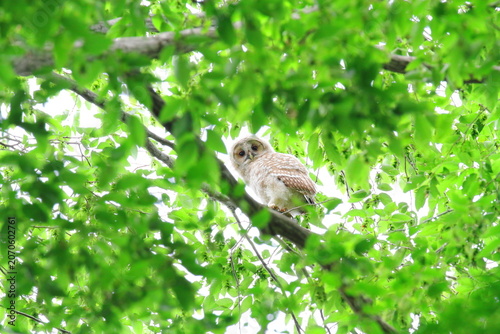 Canvastavla フクロウの幼鳥