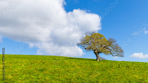 Tableau sur toile Lone tree on a grassy hill with blue sky