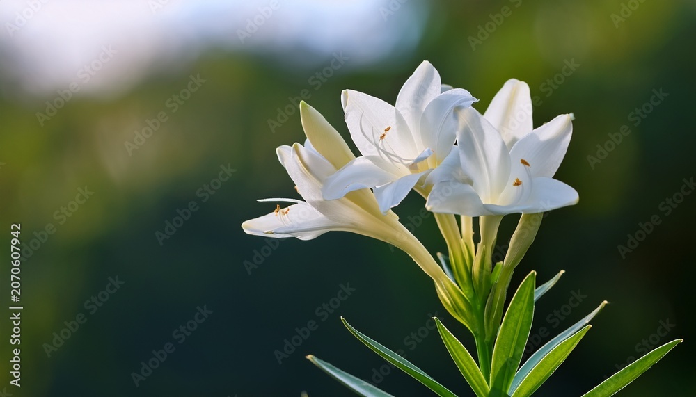 Fototapeta premium A Single Stem Of White Richly Blooming Tuberose Blossoms Against Blurred Backdrop