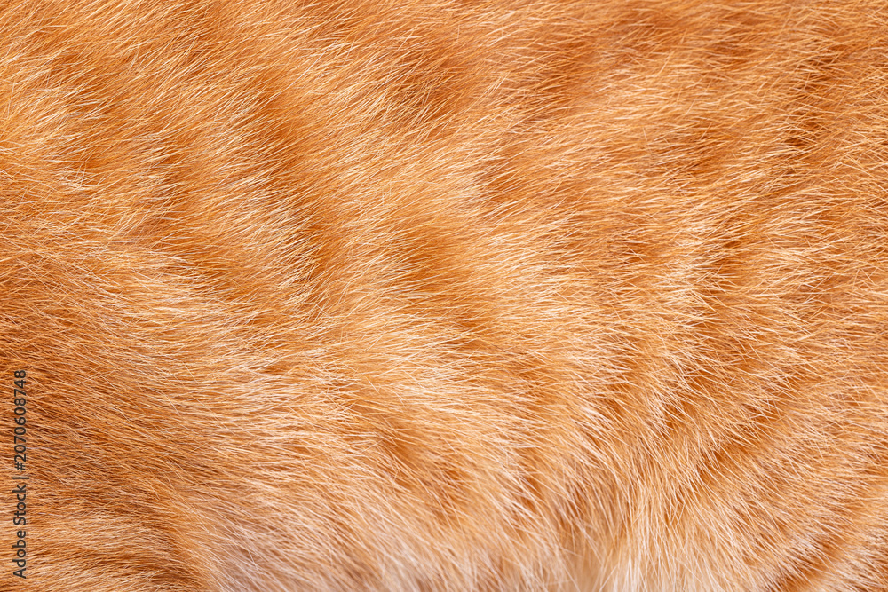 Obraz premium Orange cat fur texture with fine hair details in close up view