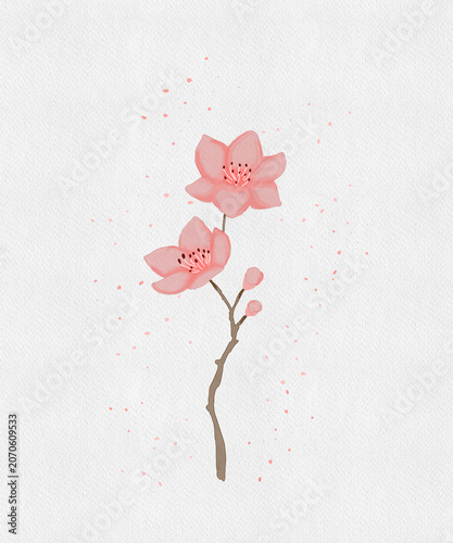 Delicate watercolor cherry blossom flower branch on white background