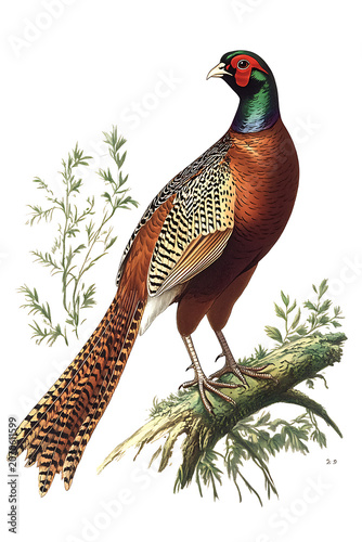 Pheasant Bird Isolated on White Background for T-Shirt Prints, Merchandise and Wildlife Design. High-quality realistic illustration featuring a magnificent pheasant with vibrant plumage