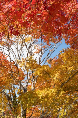 Stunning autumn trees with colorful red and yellow foliage against blue sky at Fukuhara Sanso, Hokkaido, Japan