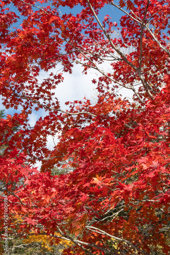 Stunning autumn trees with colorful red and yellow foliage against blue sky at Fukuhara Sanso, Hokkaido, Japan