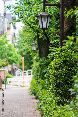 緑が茂る遊歩道