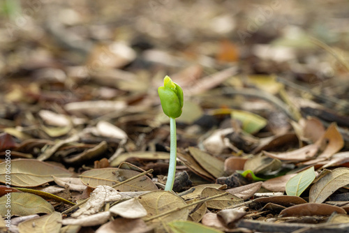 Slika na platnu Small green plant seedling growing on ground with dry leaves,Macro,A tiny green