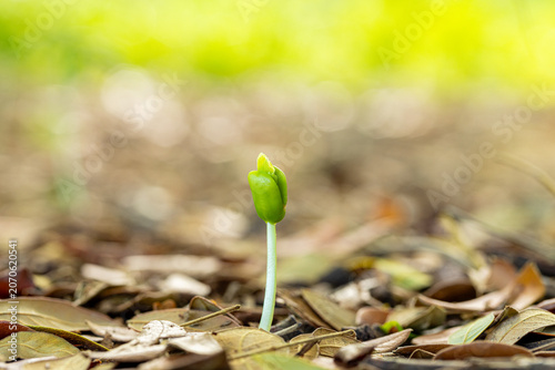Photos Small green plant seedling growing on ground with dry leaves,Macro,A tiny green