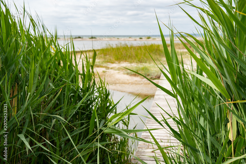 Fototapeta premium Wooden footbridge with dune grass on the east coast of denmark. Background for travel and tourism.